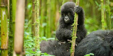 4-Day Rwanda Gorilla & Golden Monkey Trekking Tour