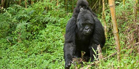 5-Day Rwanda Double Gorillas Visit & Golden Monkeys Trip
