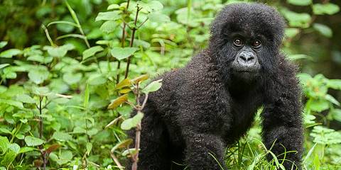 Gorilla Trekking Adventure in Uganda from Rwanda