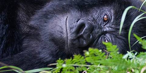 Classic Uganda Rwanda Safari
