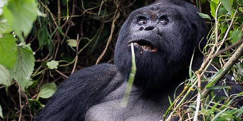 Rwanda Mountain Gorilla and Golden Monkey Safari