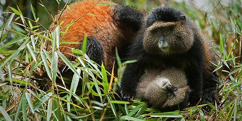 1-Day Golden Monkey Trekking Experience from Kigali