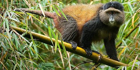 1-Day Rwanda Golden Monkeys Trekking Tour