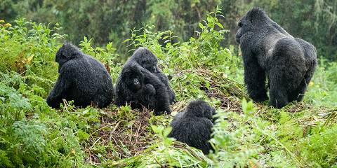5-Day Rwanda Gorilla & Golden Monkey Trekking Expedition