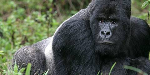Rwanda Gorillas & Golden Monkeys Trekking Tour