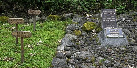 Explore Karisoke Research Center and Volcanoes NP