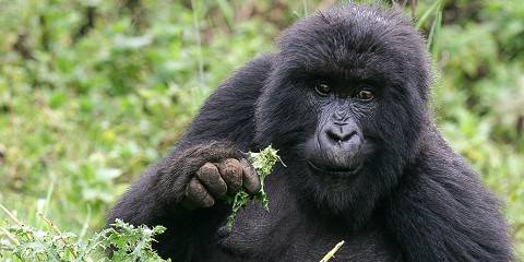 6-Day Rwanda Mountain Gorillas & Chimpanzees Tour