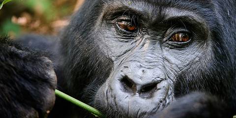 1-Day Rwanda Gorilla Trekking Tour from Kigali