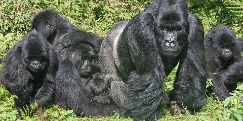 8-Day Rwanda Gorilla & Primates Safari