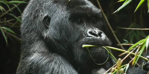 1-Day Gorilla Trek Tour to Volcanoes National Park