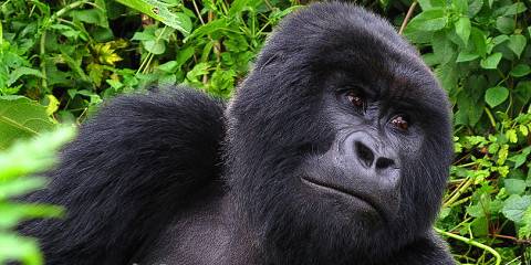 Uganda Rwanda Gorilla Trekking & Bunyonyi Safari