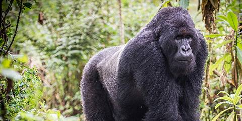 3-Day Akagera Safari, Gorilla and Golden Monkey Trekking