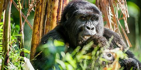 Gorilla Tracking in Rwanda Volcanoes NP
