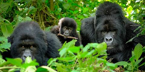 Volcanoes Gorilla & Golden Monkeys Adventure