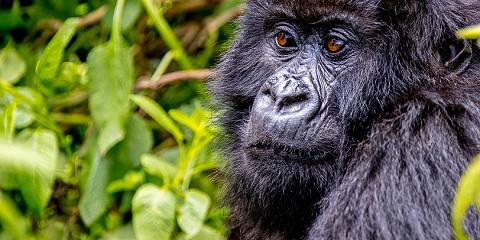 2-Day Rwanda Gorillas Midrange Safari Tour