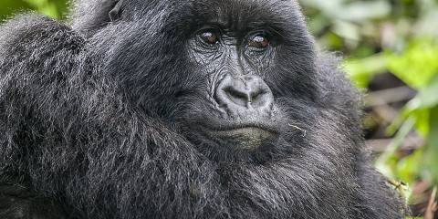 7-Day Rwanda Mountain Gorilla Adventure & Primate Safari