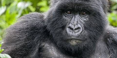 Rwanda Golden Monkeys & Gorilla Trekking Safari