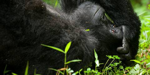 3-Day Uganda Gorilla & Wildlife Safari via Rwanda