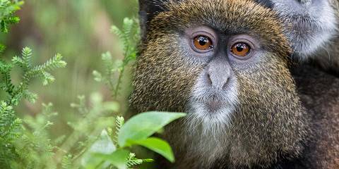 1-Day Golden Monkey Trekking Adventure Volcanoes N P