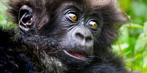 3-Day Rwanda Gorillas & Golden Monkey Trekking Volcanoes