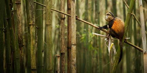 4-Day Bisoke Hike and Rwanda Golden Monkey Trek