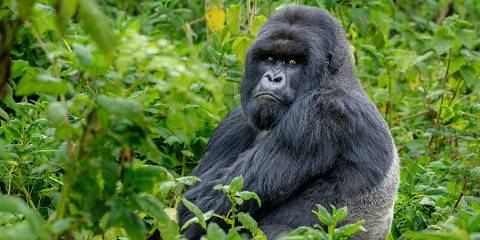 3-Day Gorilla Trekking Rwanda