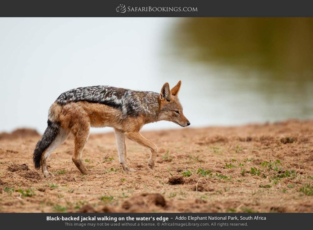Black-backed jackal walking on the water's edge in Addo Elephant National Park, South Africa