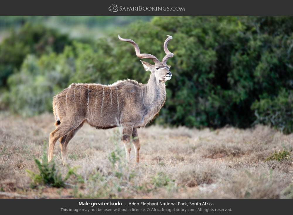 Male greater kudu in Addo Elephant National Park, South Africa