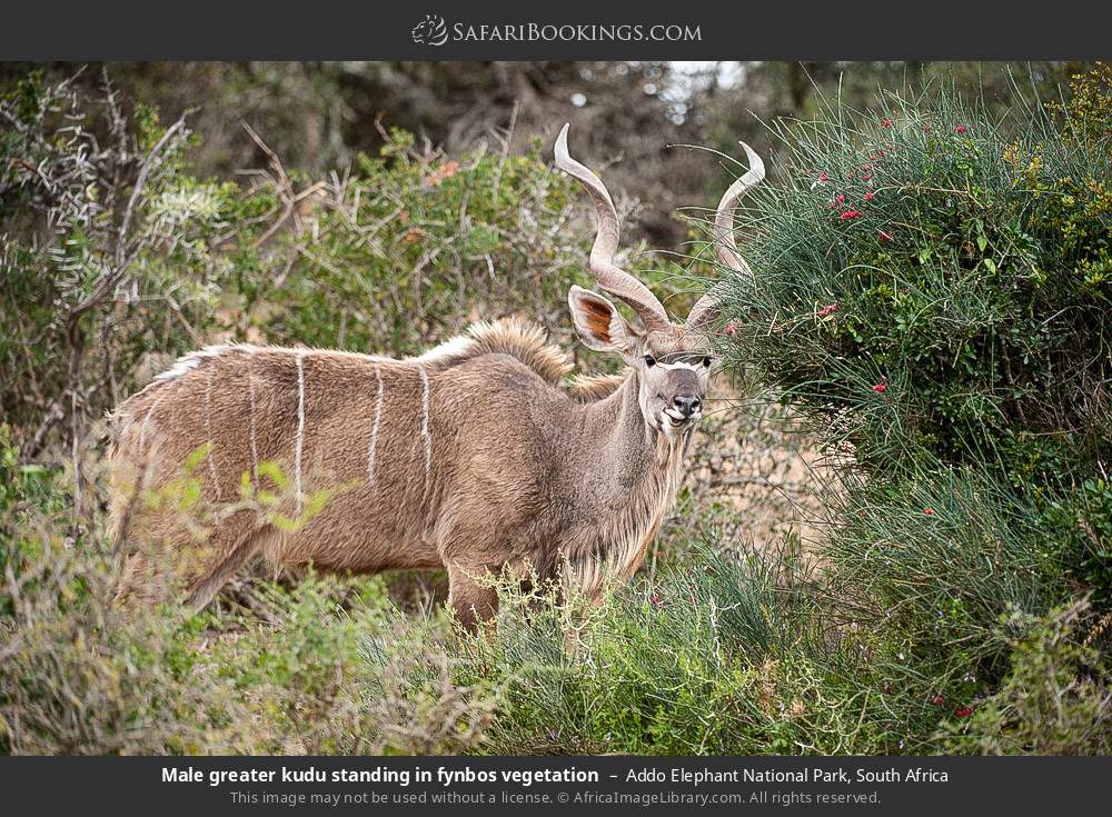 Male greater kudu standing in fynbos vegetation in Addo Elephant National Park, South Africa