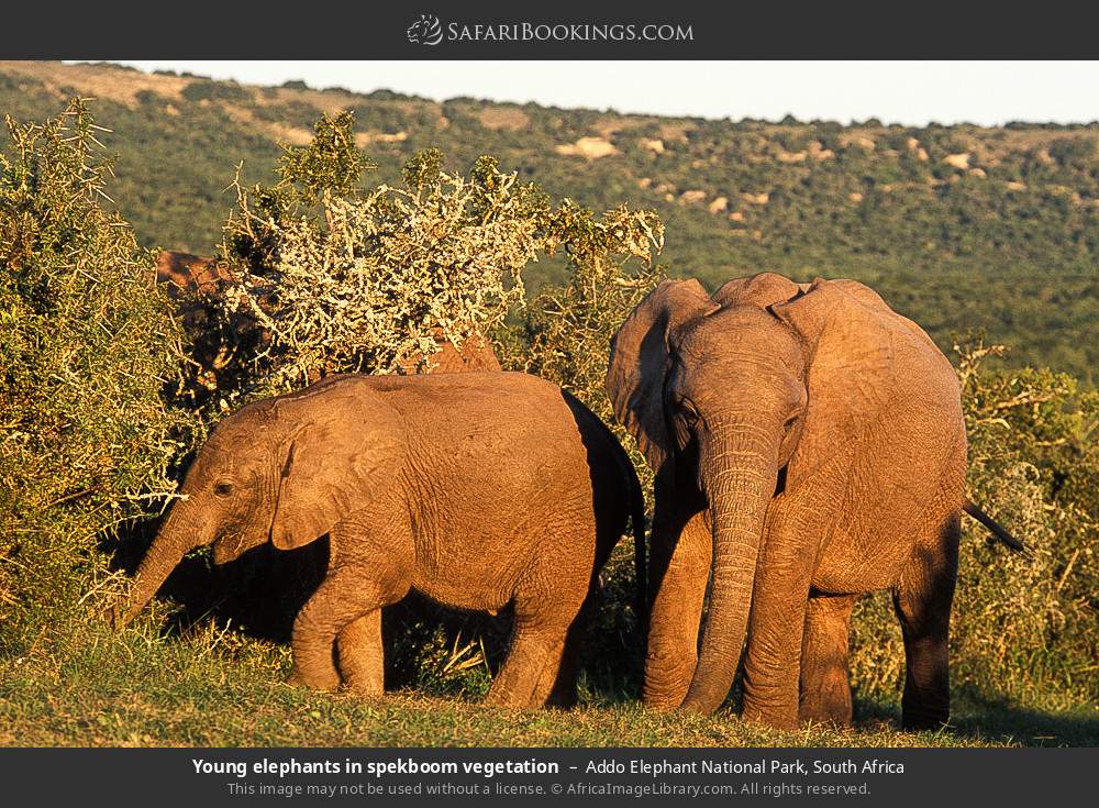 Young elephants in spekboom vegetation in Addo Elephant National Park, South Africa
