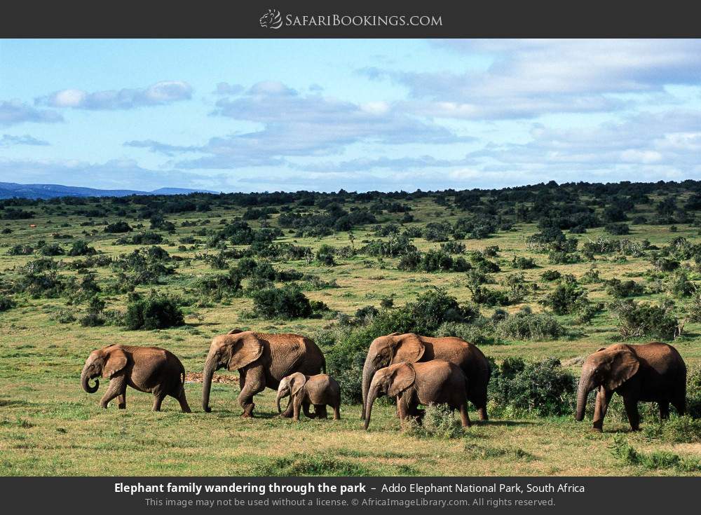 Elephant family wandering through the park in Addo Elephant National Park, South Africa