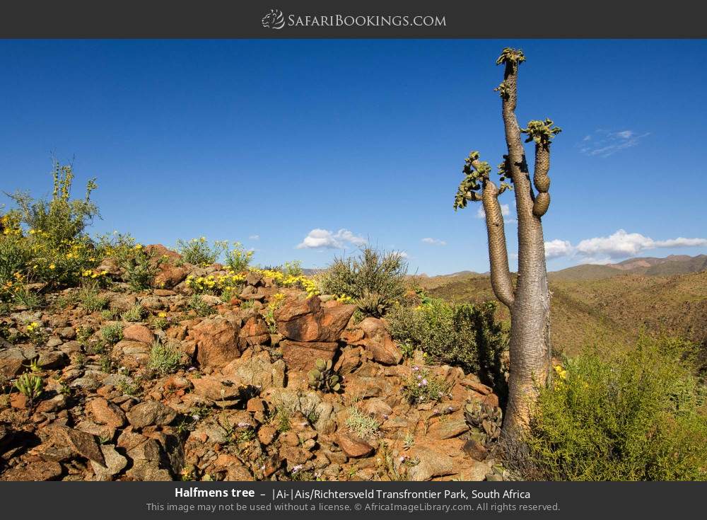 Halfmens tree in |Ai-|Ais/Richtersveld Transfrontier Park, South Africa