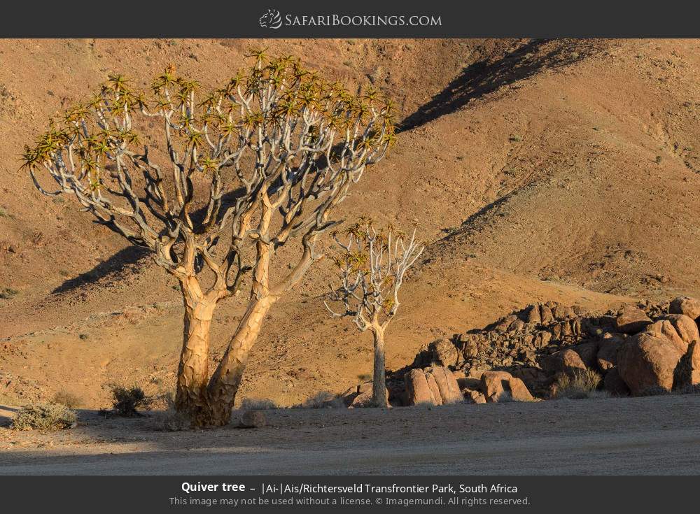 Quiver trees in |Ai-|Ais/Richtersveld Transfrontier Park, South Africa