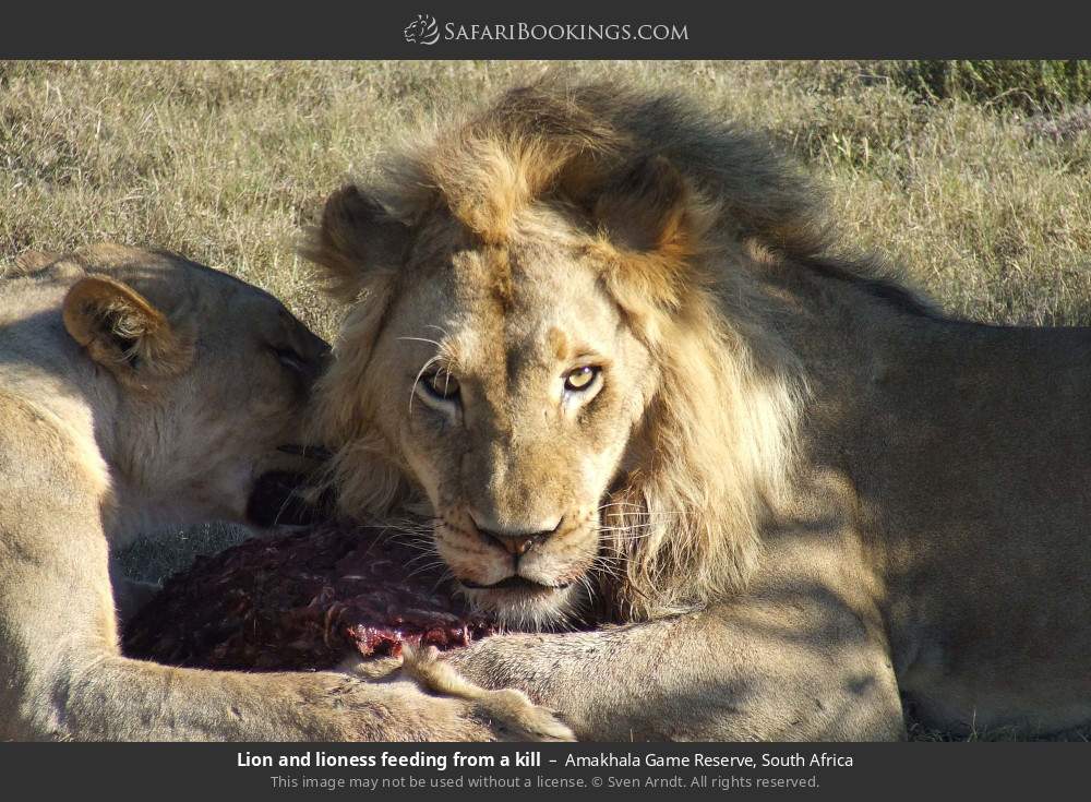 Lion and lioness feeding from a kill in Amakhala Game Reserve, South Africa