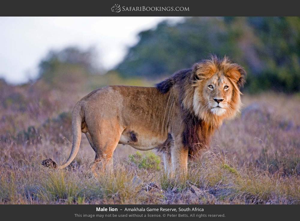 Male lion in Amakhala Game Reserve, South Africa
