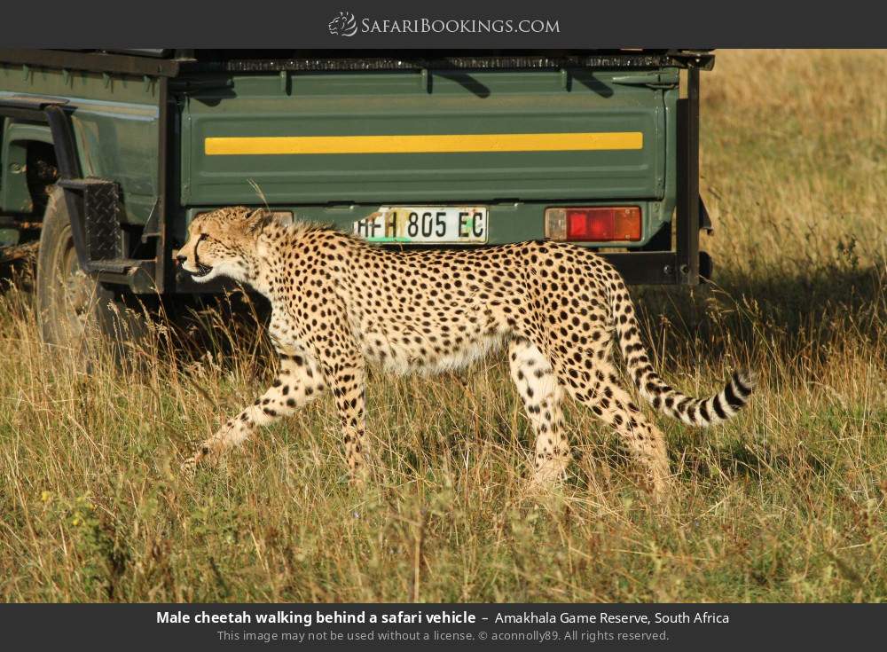 Male cheetah walking behind a safari vehicle in Amakhala Game Reserve, South Africa