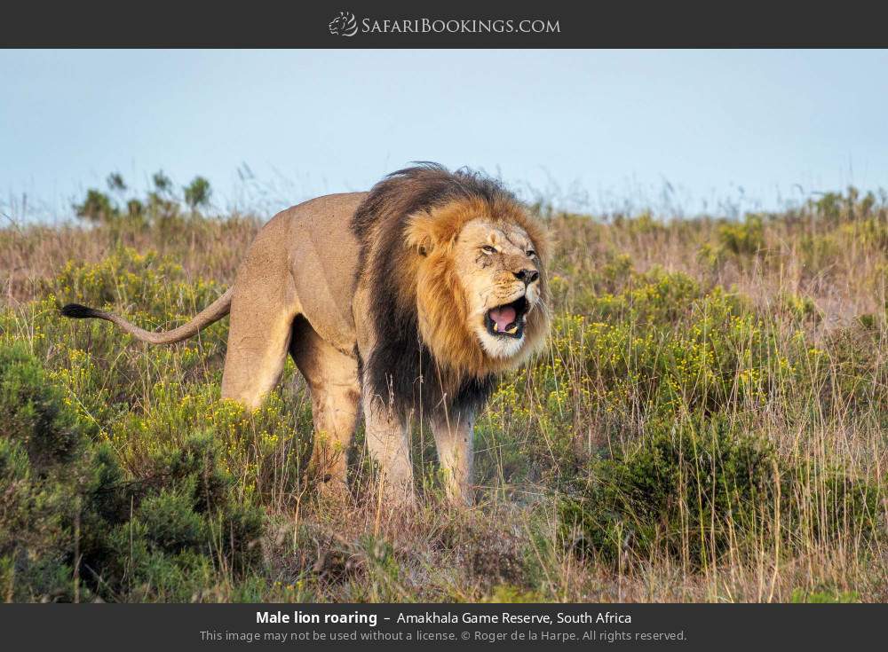 Male lion roaring in Amakhala Game Reserve, South Africa