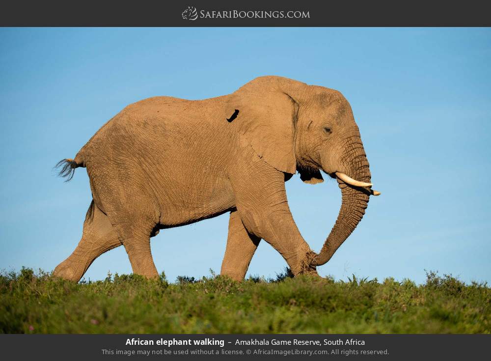 African elephant walking in Amakhala Game Reserve, South Africa