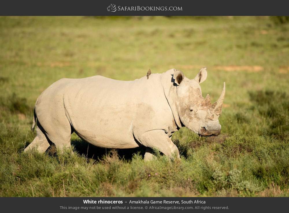 White rhinoceros in Amakhala Game Reserve, South Africa
