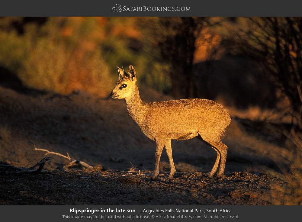 Klipspringer in the late sun in Augrabies Falls National Park, South Africa