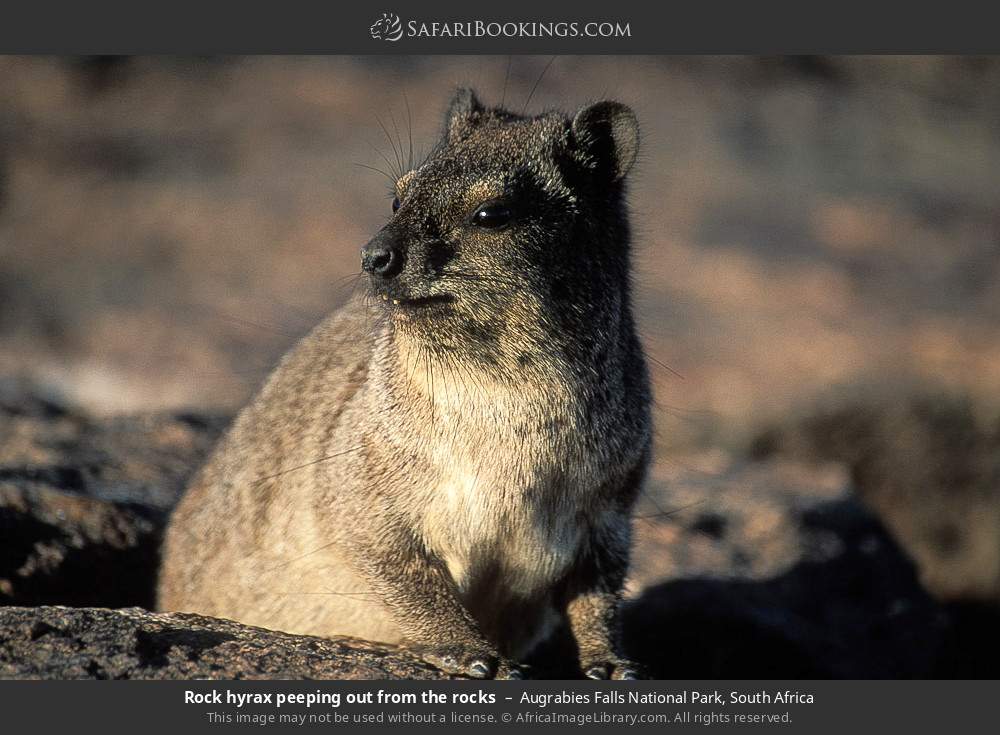 Rock hyrax peeping out from the rocks in Augrabies Falls National Park, South Africa