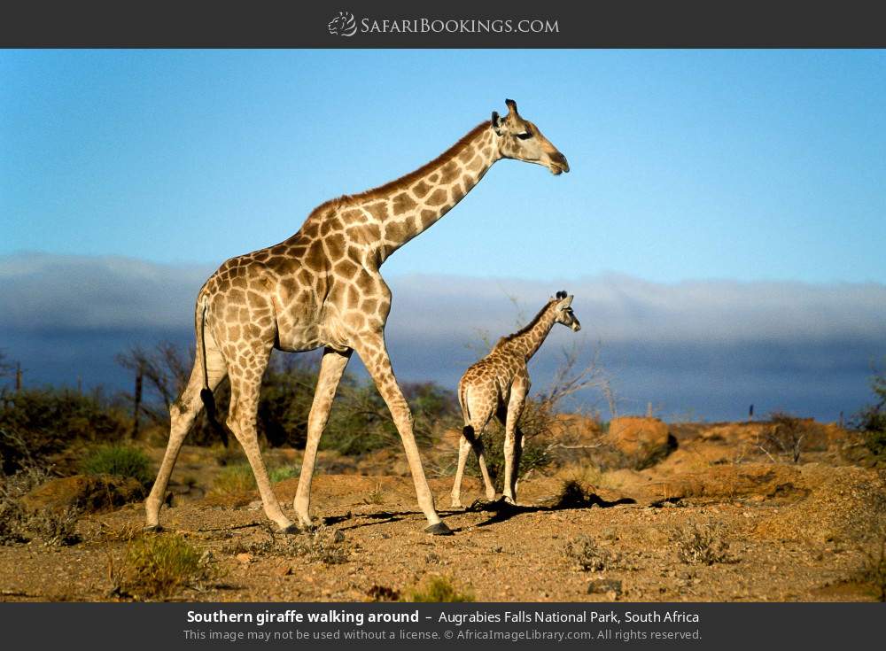 Southern giraffes in Augrabies Falls National Park, South Africa