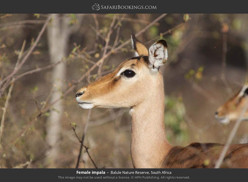 Female impala in Balule Nature Reserve, South Africa