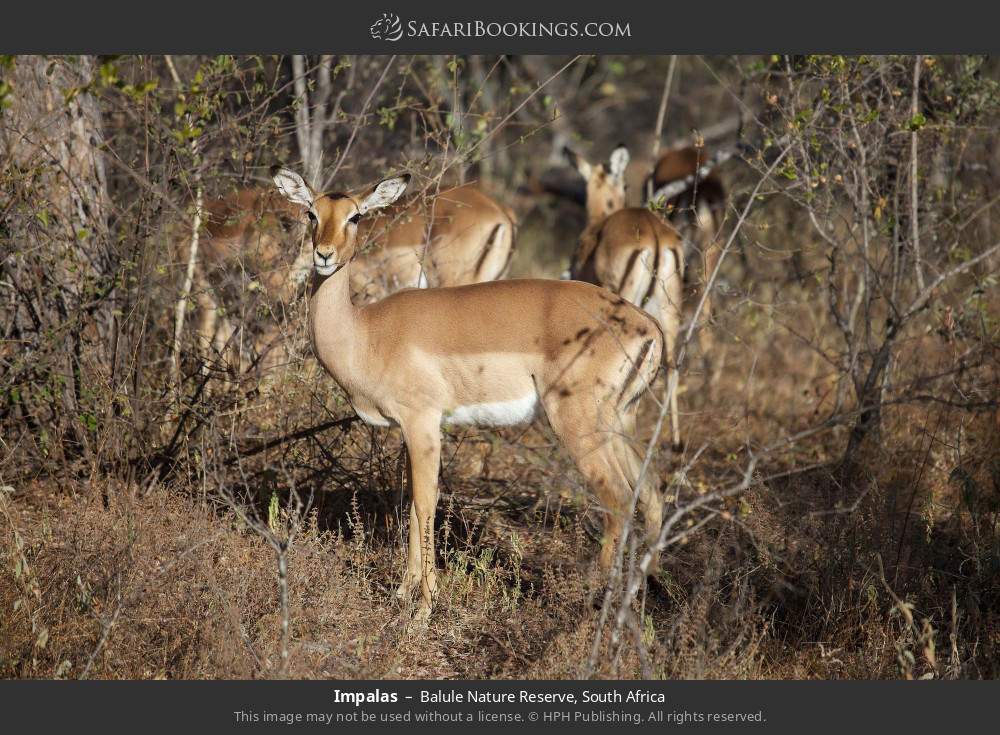 Impalas in Balule Nature Reserve, South Africa