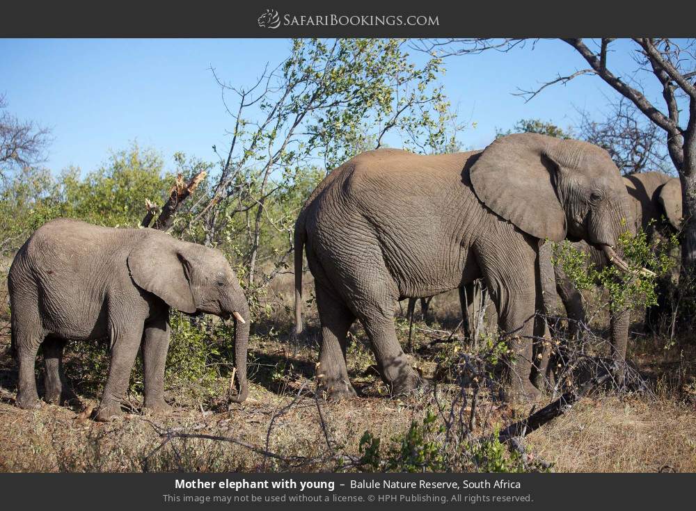 Mother elephant with young in Balule Nature Reserve, South Africa