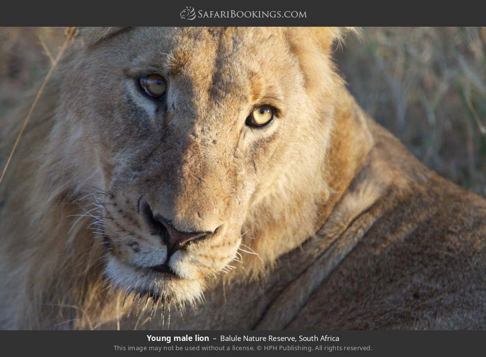 Young male lion in Balule Nature Reserve, South Africa