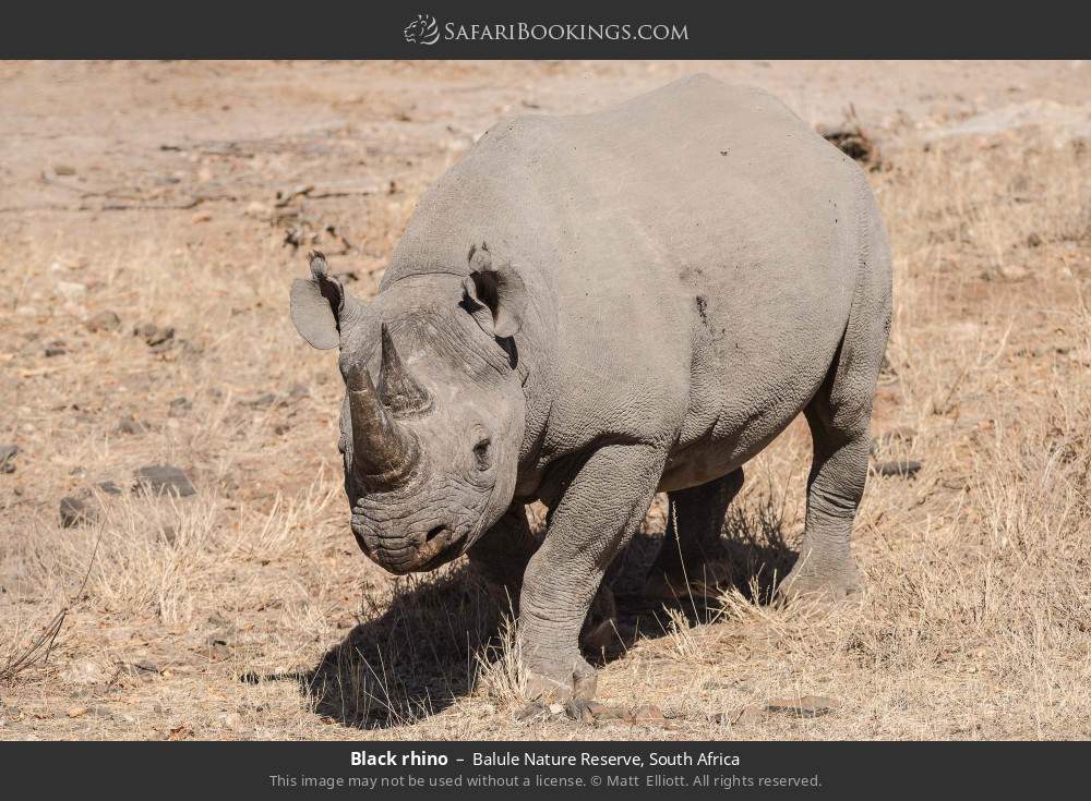 Black rhino in Balule Nature Reserve, South Africa