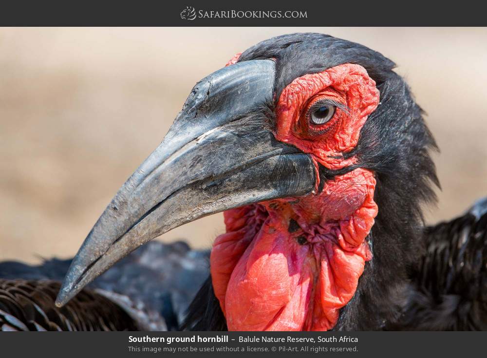 Southern ground hornbill in Balule Nature Reserve, South Africa
