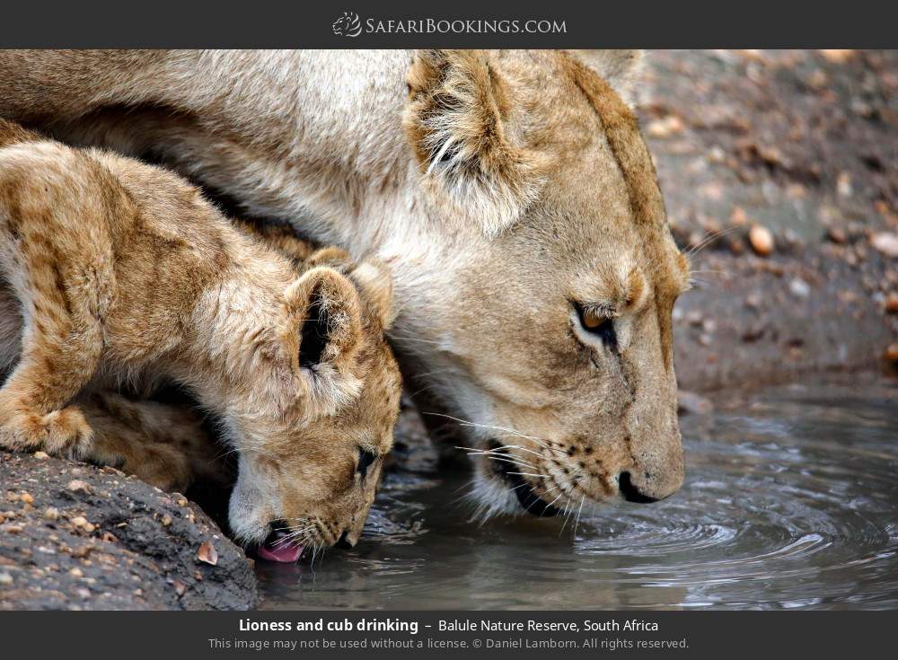 Lioness and cub drinking in Balule Nature Reserve, South Africa