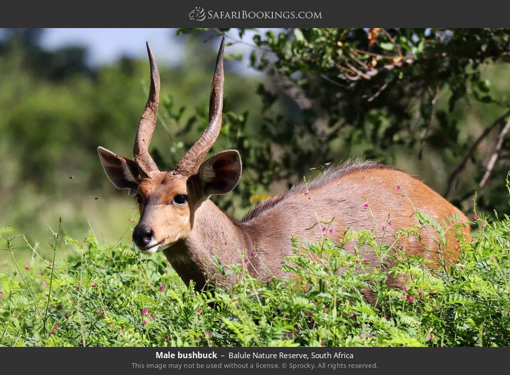 Male bushbuck in Balule Nature Reserve, South Africa